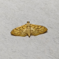 Conogethes punctiferalis