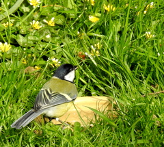 Parus major newtoni