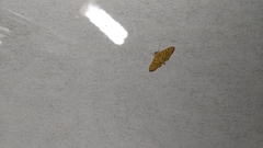 Conogethes punctiferalis