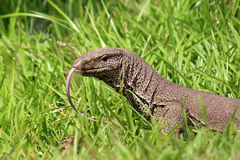 Varanus bengalensis