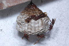 Polistes tenebricosus