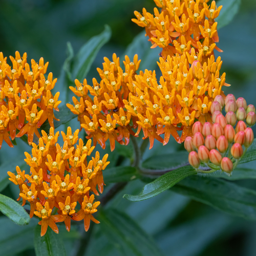 butterfly milkweed