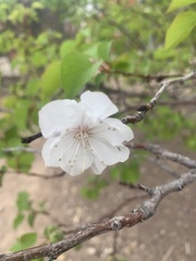 Prunus armeniaca