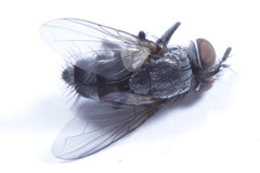 Diptera