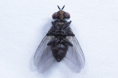 Diptera