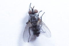 Diptera