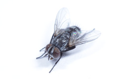 Diptera