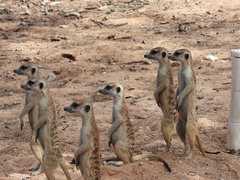 Suricata suricatta