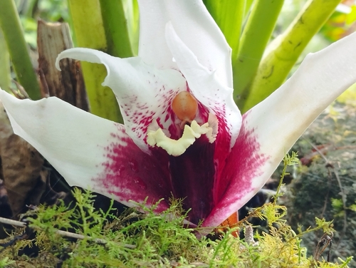 Maxillaria grandis