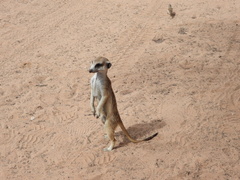 Suricata suricatta