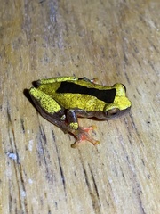 Dendropsophus reticulatus