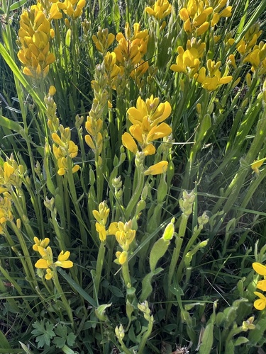 Winged Broom