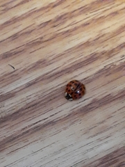 Harmonia axyridis