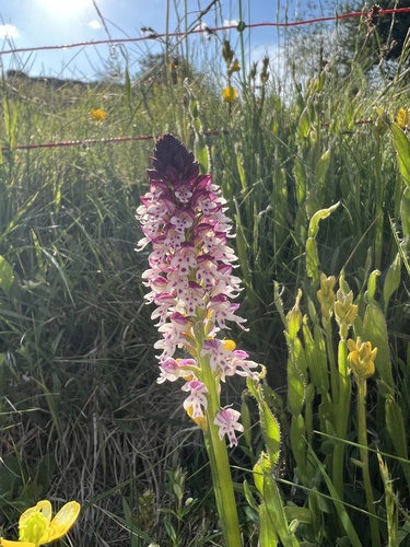 Burnt-tip Orchid