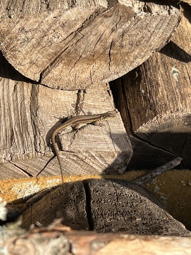 Common Wall Lizard