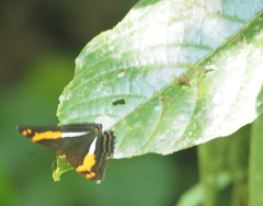 Adelpha adstricta