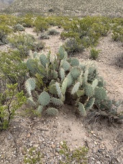 Opuntia arizonica