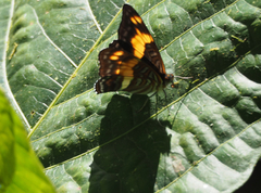 Adelpha adstricta