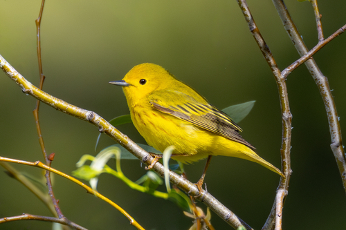iNaturalist observation photo of Northern Yellow Warbler