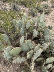 Opuntia arizonica