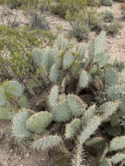 Opuntia arizonica