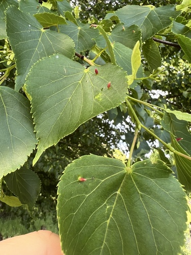 Red Nail Gall Mite