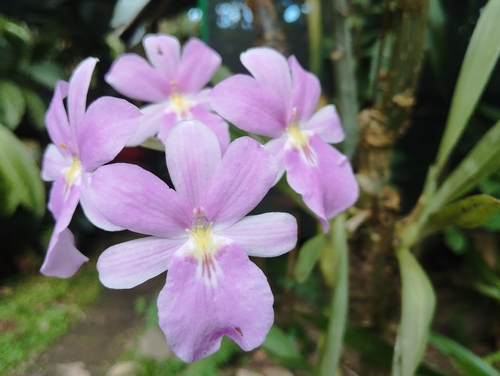 Miltoniopsis bismarkii