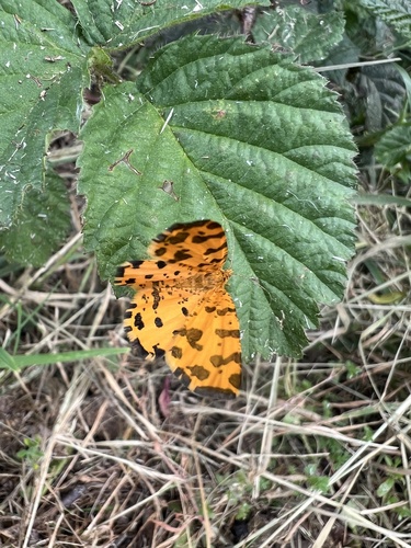 Speckled Yellow