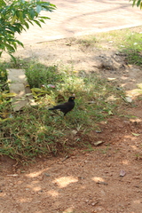 Acridotheres tristis