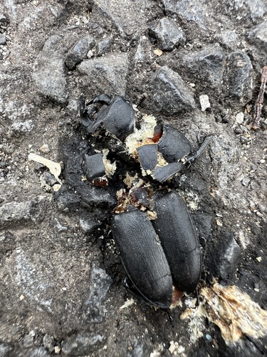 Lesser Stag Beetle