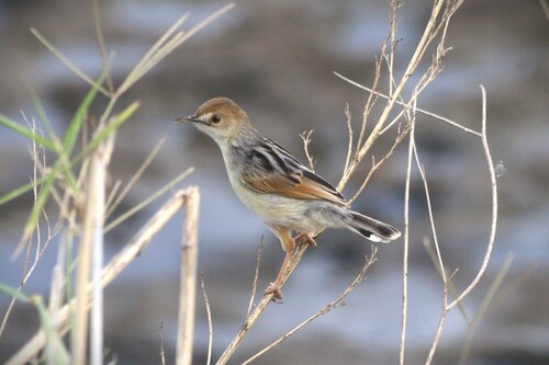 Winding Cisticola (Cisticola marginatus)