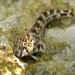 Coryphoblennius - Photo (c) Roberto Pillon, algunos derechos reservados (CC BY)