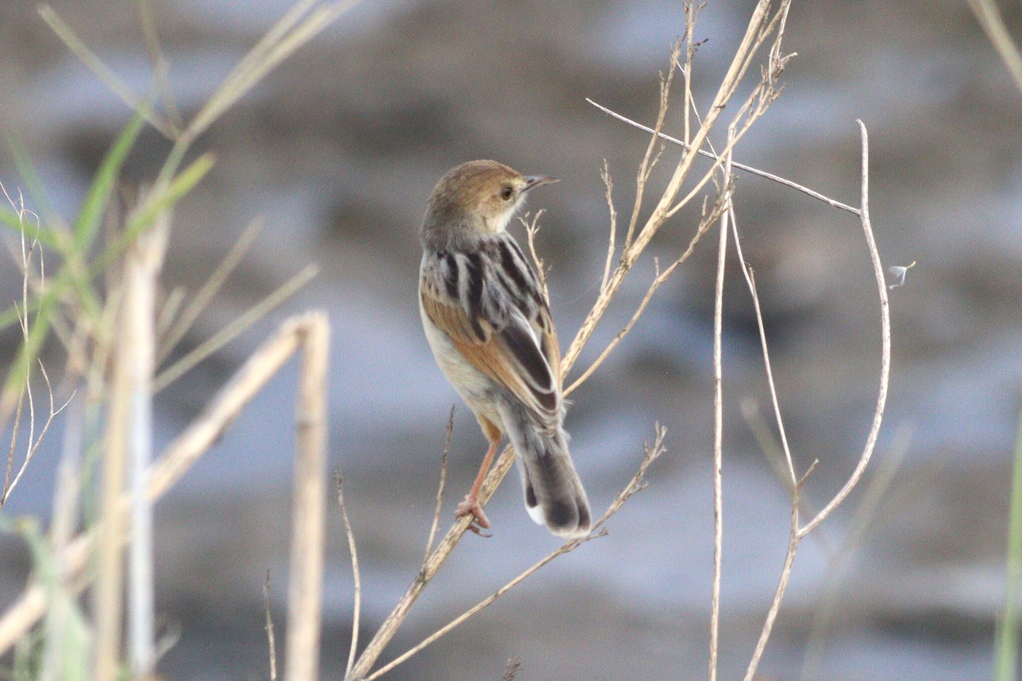 Winding Cisticola (Cisticola marginatus), photo 2
