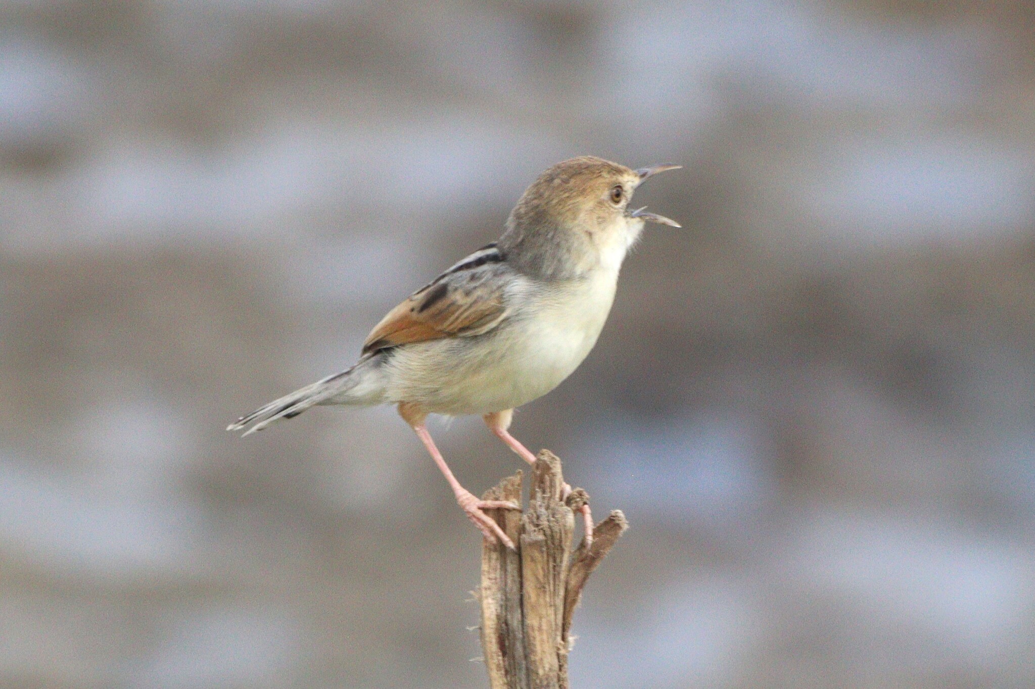 Winding Cisticola (Cisticola marginatus), photo 3