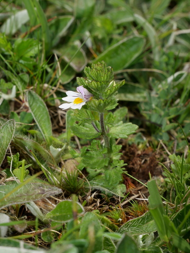 Euphrasia officinalis pratensis