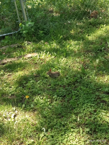 Eastern Cottontail