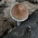 Çöp Mantarı (Candolleomyces candolleanus)