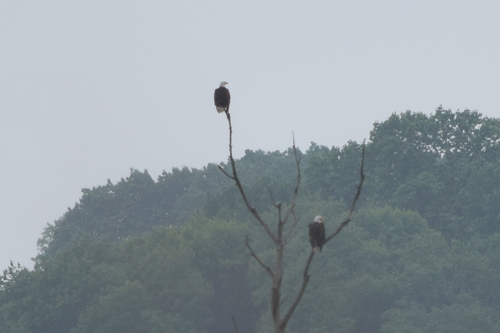 Bald Eagle
