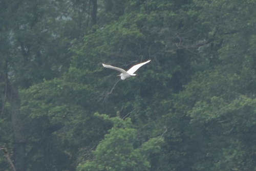 Great Egret