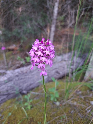 pyramidal orchid