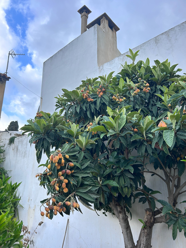 Loquat