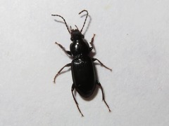 Pterostichus strenuus