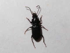 Pterostichus strenuus