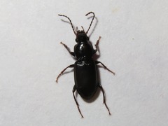 Pterostichus strenuus