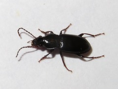 Pterostichus strenuus