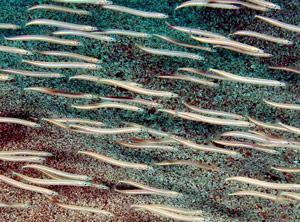 Representative image of Gymnammodytes