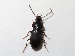 Pterostichus strenuus
