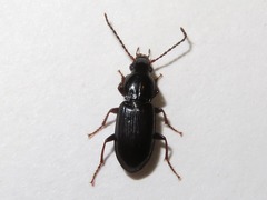 Pterostichus strenuus