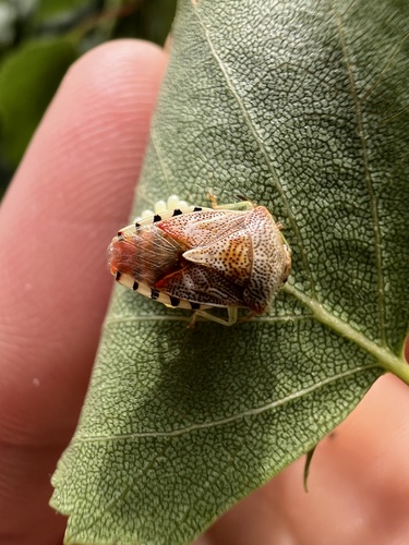 Parent Bug