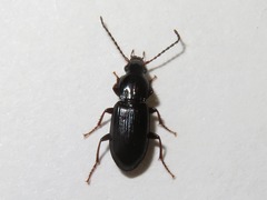 Pterostichus strenuus